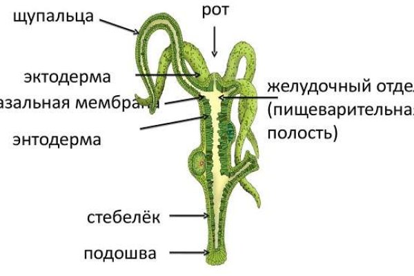 Домен кракена